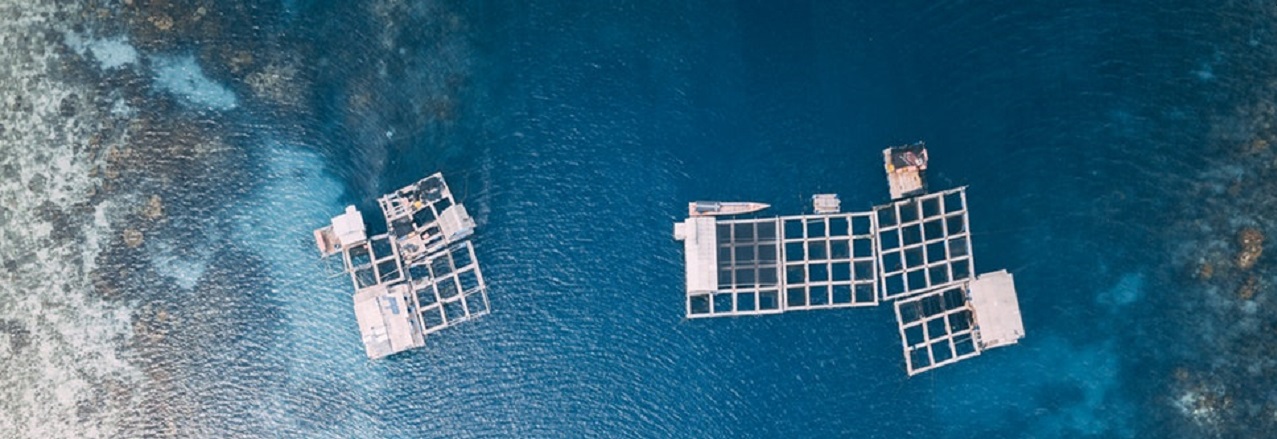 Why aquaculture is moving offshore