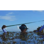 <strong>Does an extensive seaweed farm help curb climate change?</strong> 