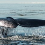 Mitigating the impact of construction on North Atlantic Right Whales.